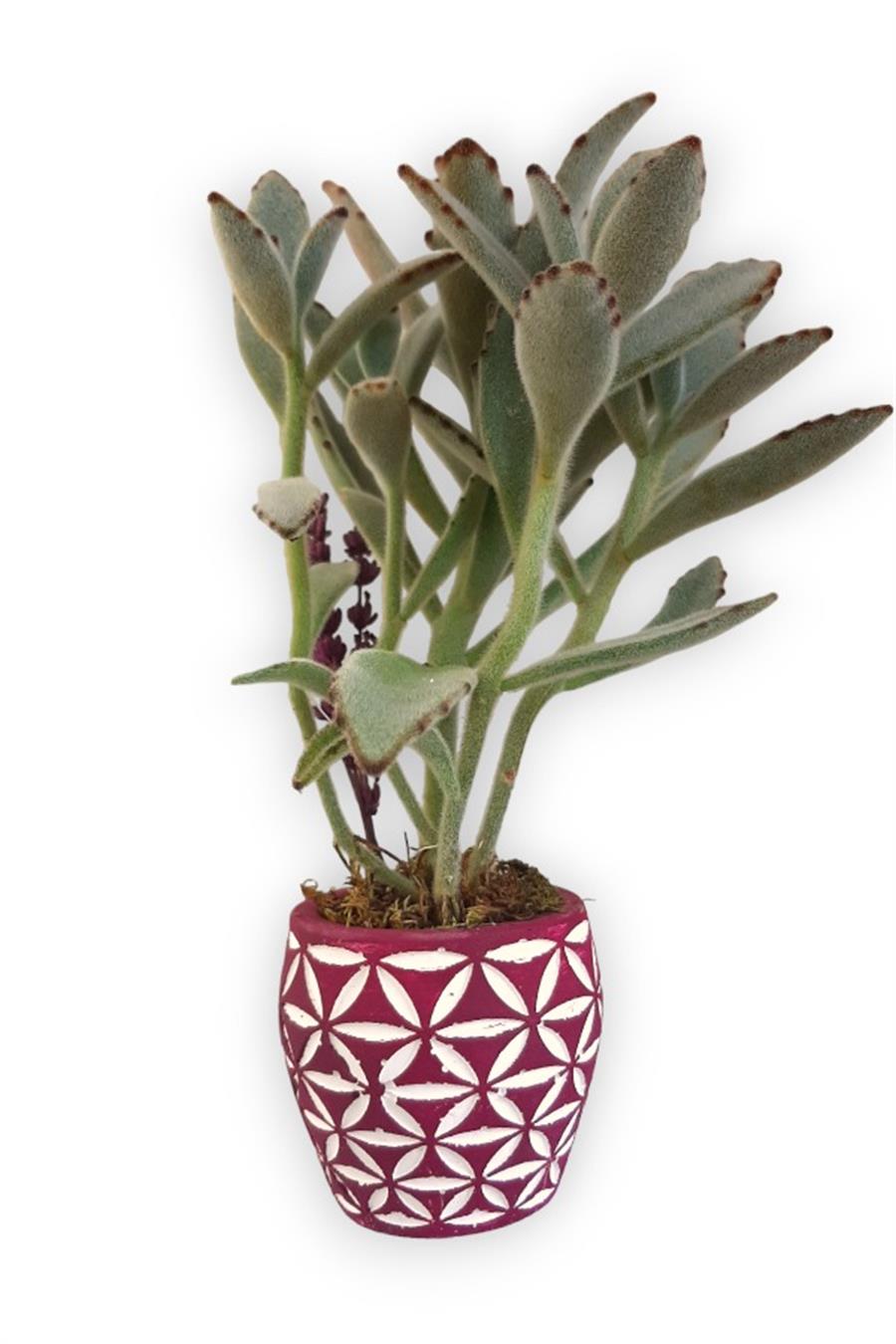 Sukulent Kalanchoe Tomentosa | Pembe Saksıda | Kalanchoe