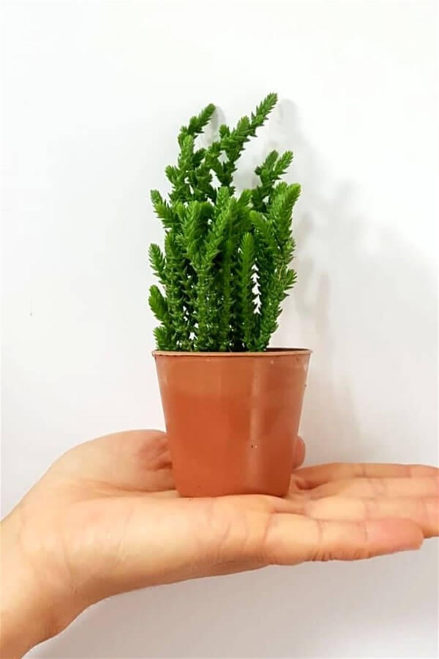 Sukulent Seti 6lı - 01 | 6lı Setler