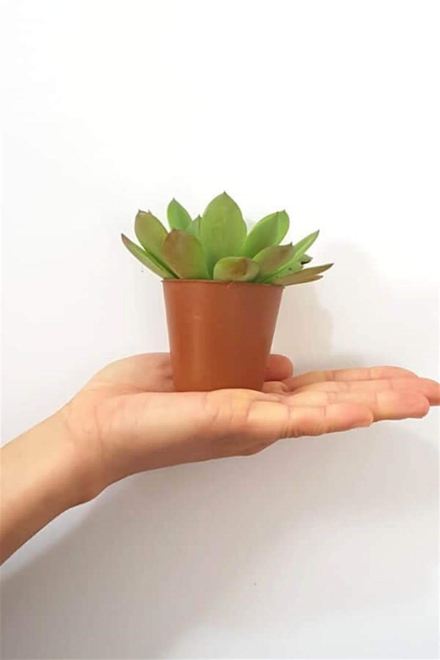 Sukulent Seti 6lı - 02 | 6lı Setler