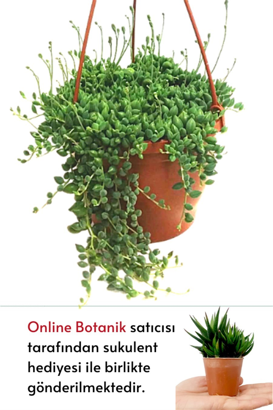 Tesbih Çiçeği | Bezelye Kolyesi | Boncuk Çiçeği 20 cm | Sarılıcı Salon Bitkileri
