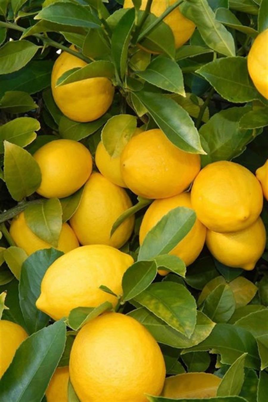 Yediveren Limon Fidanı