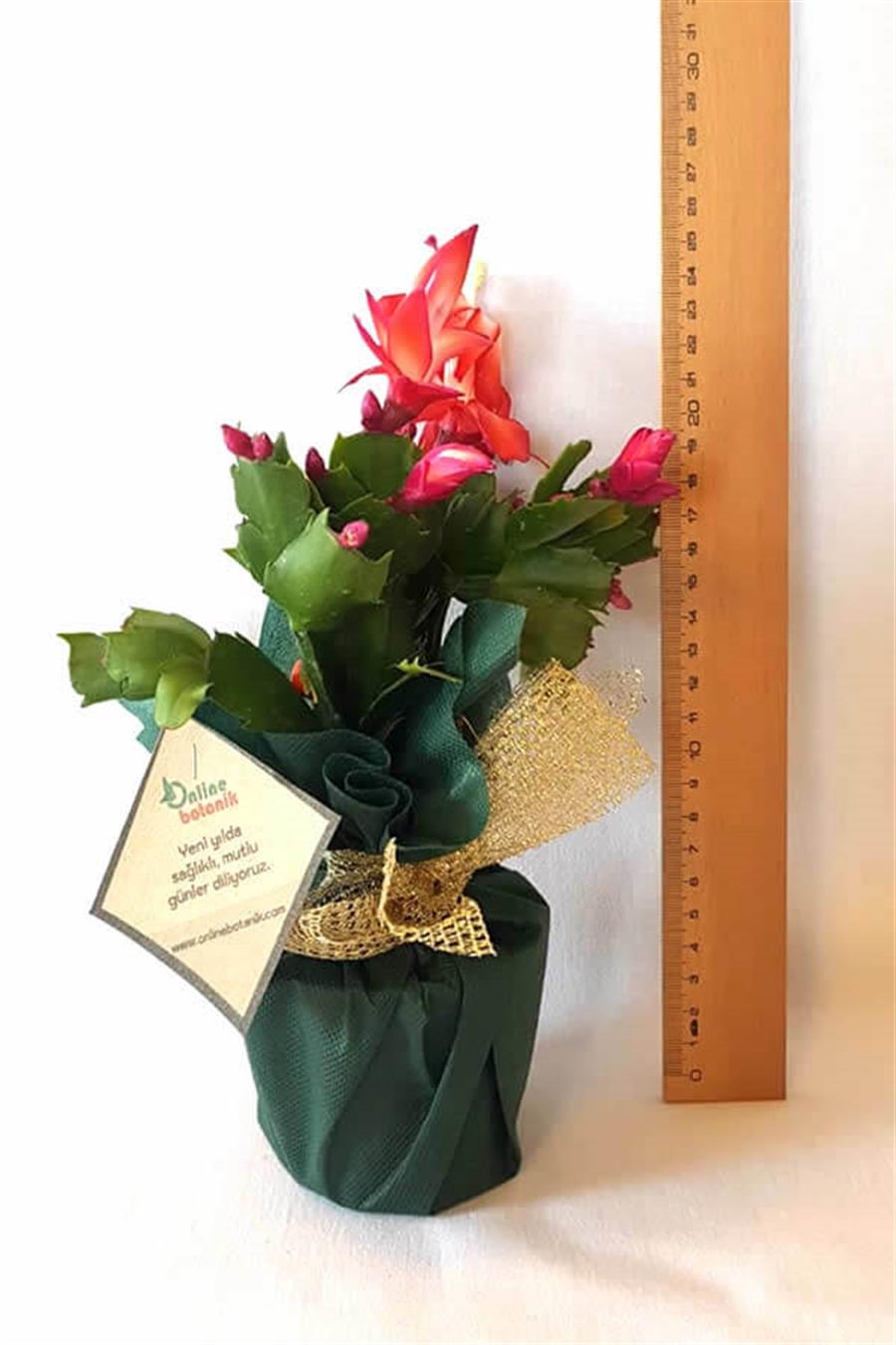 Yılbaşı Çiçeği | Yeni Yıl