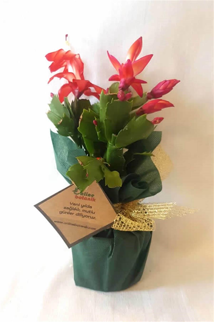 Yılbaşı Çiçeği | Yeni Yıl