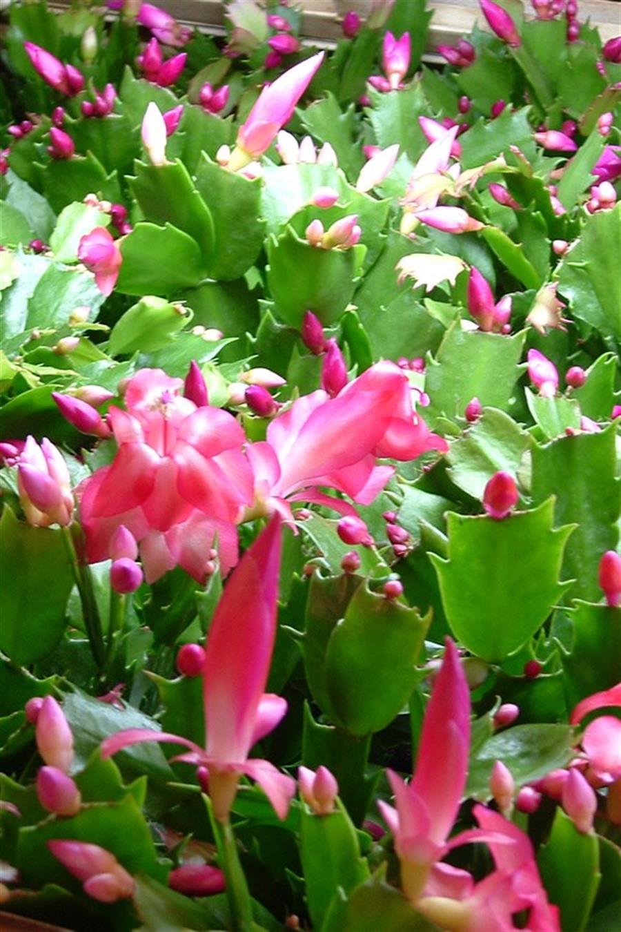 Yılbaşı Çiçeği