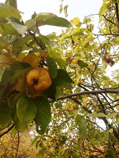 Ayva Marmelatı 'Ev Yapımı ve %100 Doğal' 400 g (Son 1 Adet)