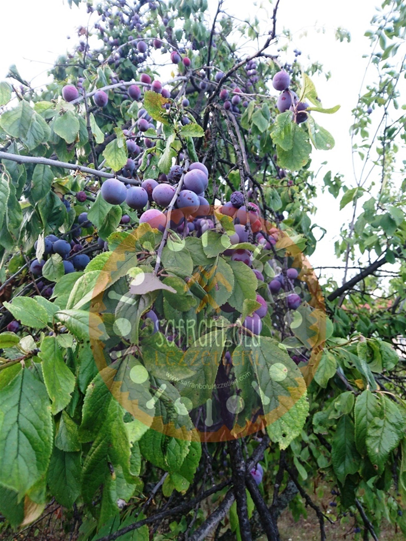 Doğal Erik Marmelatı (Mürdüm, Çankırı ve Amasgen Eriği)