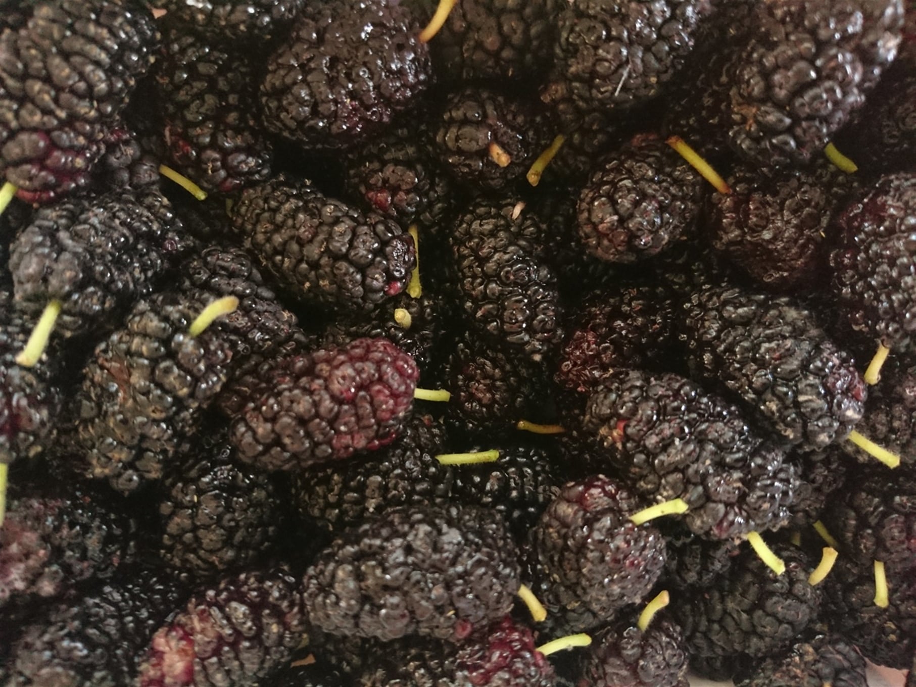 Karadutlu Ev Makarnası 500 gr
