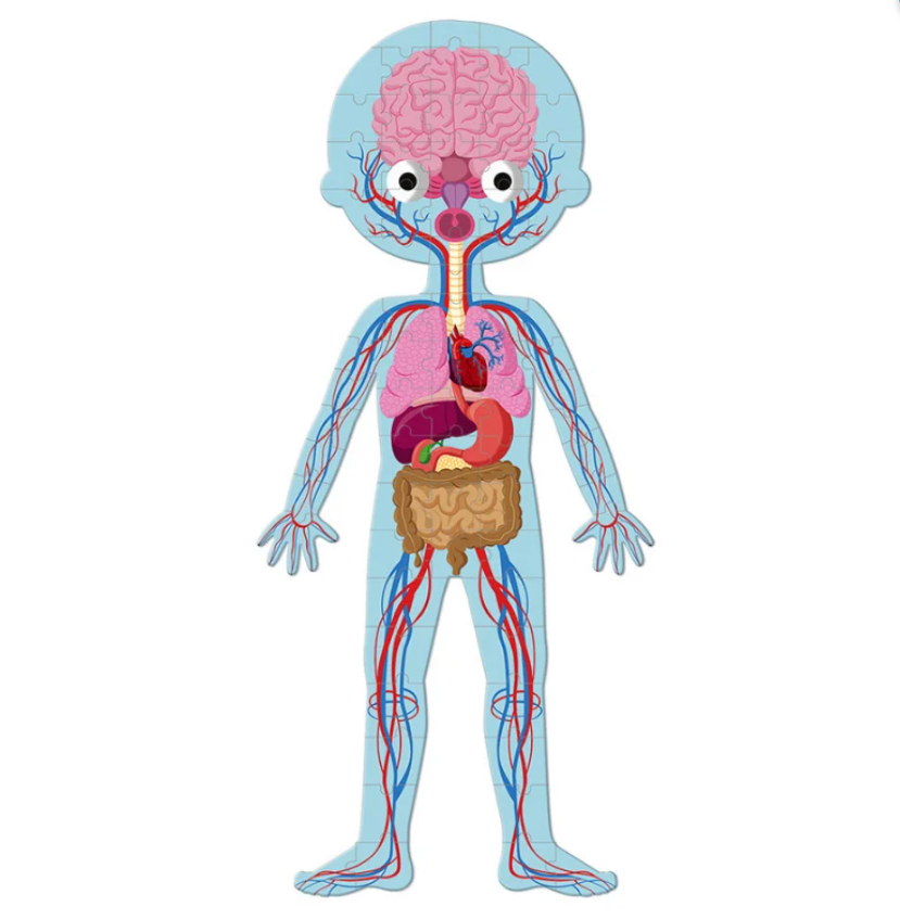 JanodJanod Öğretici Puzzle - İnsan Vücudu 4'lü Setj02681