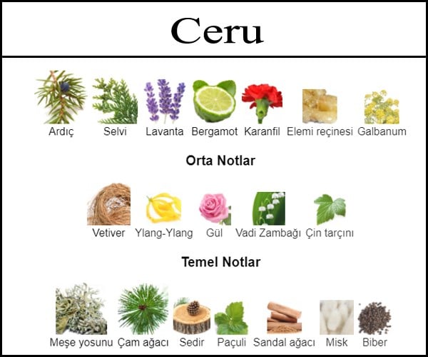 Dolum parfum