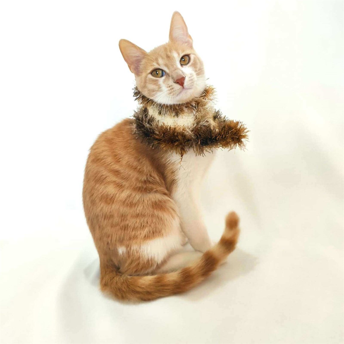 El Örgüsü Kedi Boyunluk Aksesuarı-Ev Gereçleri-QuzucukKids.com