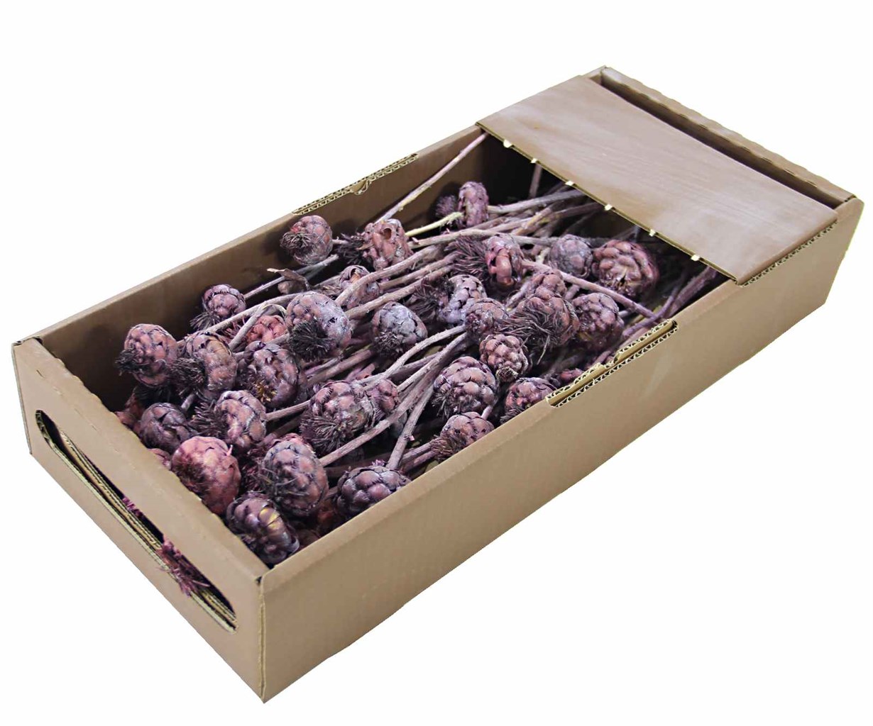 2022* ENGİNAR ÇİÇEĞİ 500 GR KUTUDA PLUM MOSS* - Netodan Gelenler