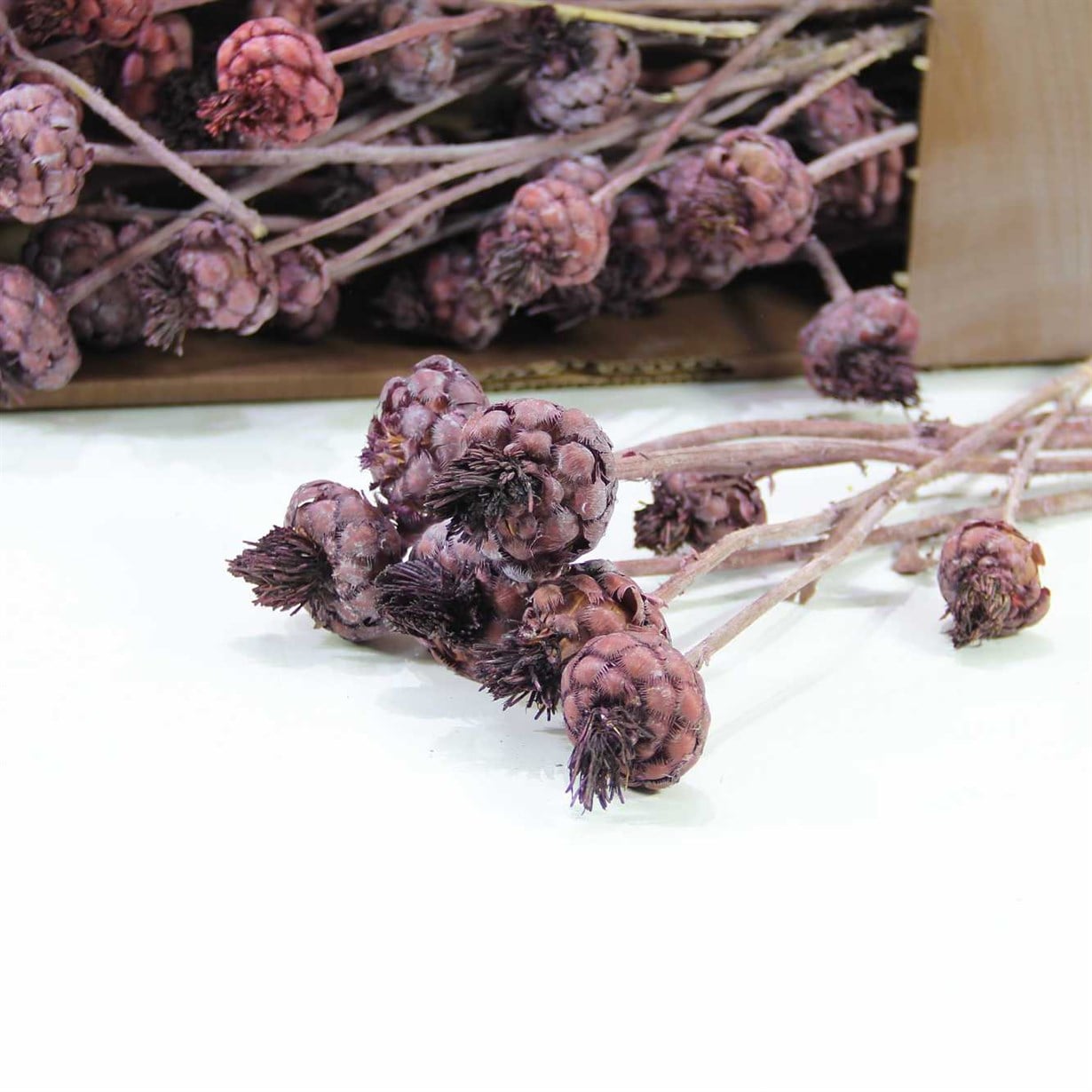 2022* ENGİNAR ÇİÇEĞİ 500 GR KUTUDA PLUM MOSS* - Netodan Gelenler