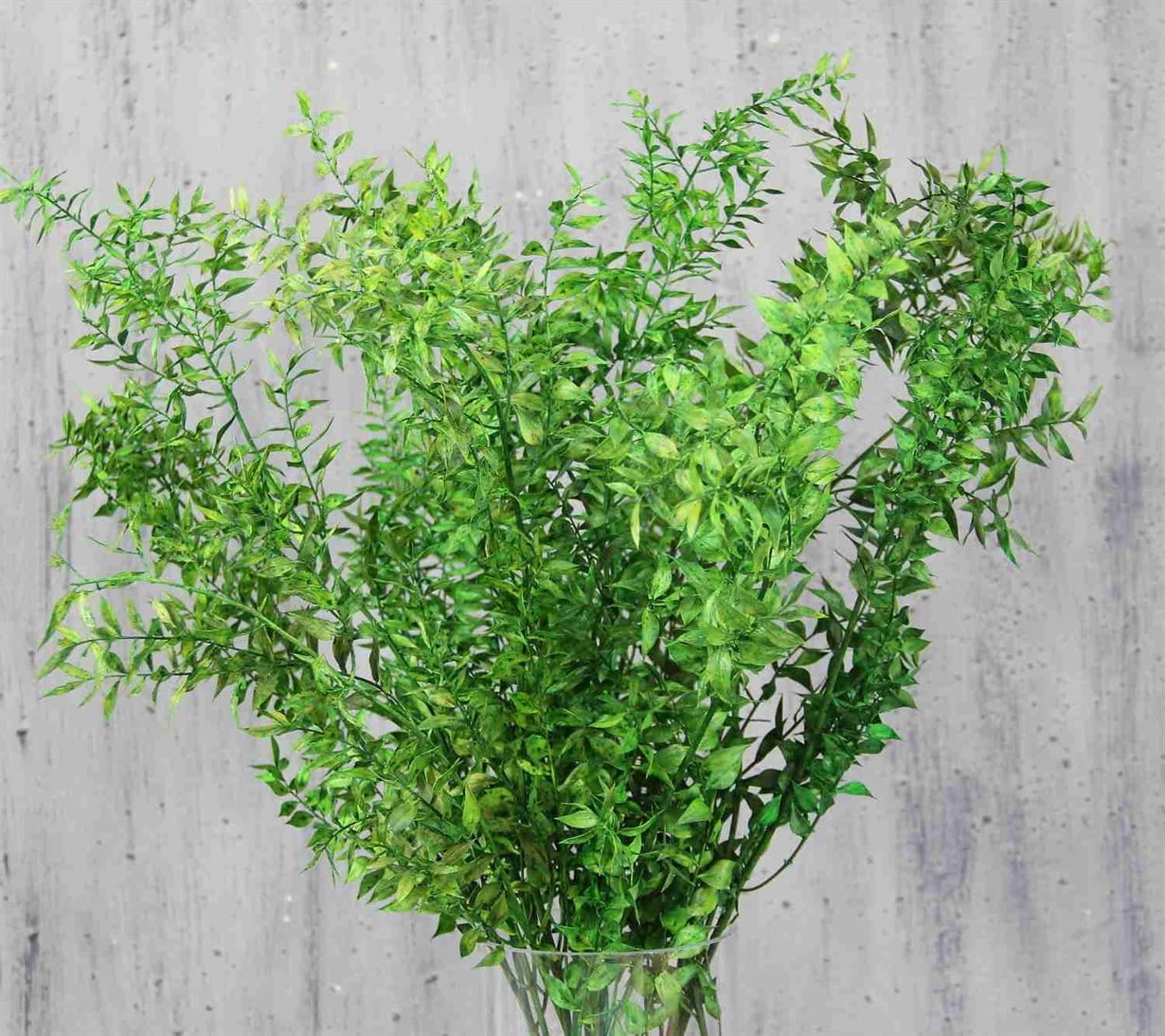 Kurutulmuş Ruskus (Kokina) Demeti Yeşil - Doğal Kurutulmuş Çiçek