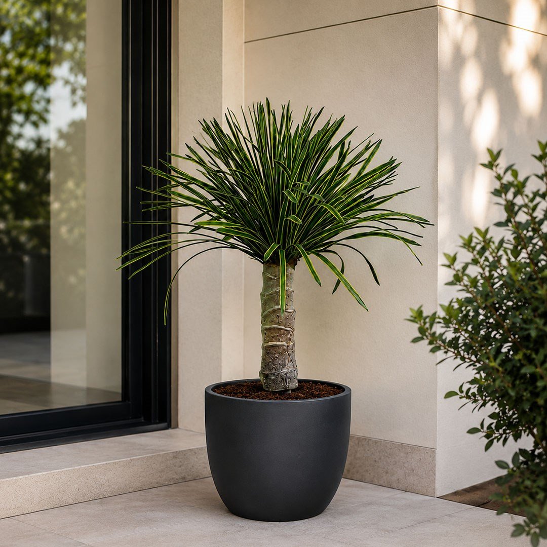 Saksısız Yapay Yucca Filamentosa Ağaç Sarı Yeşil 65 cm - Kategorisiz