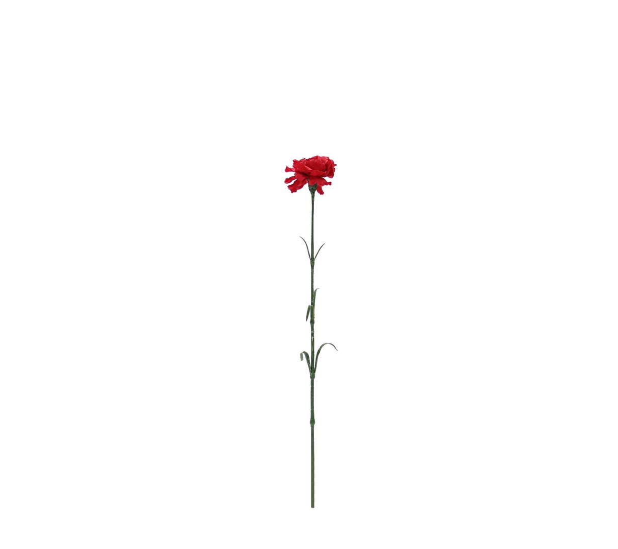 SINGLE CARNATION       WKN-005 İLG*