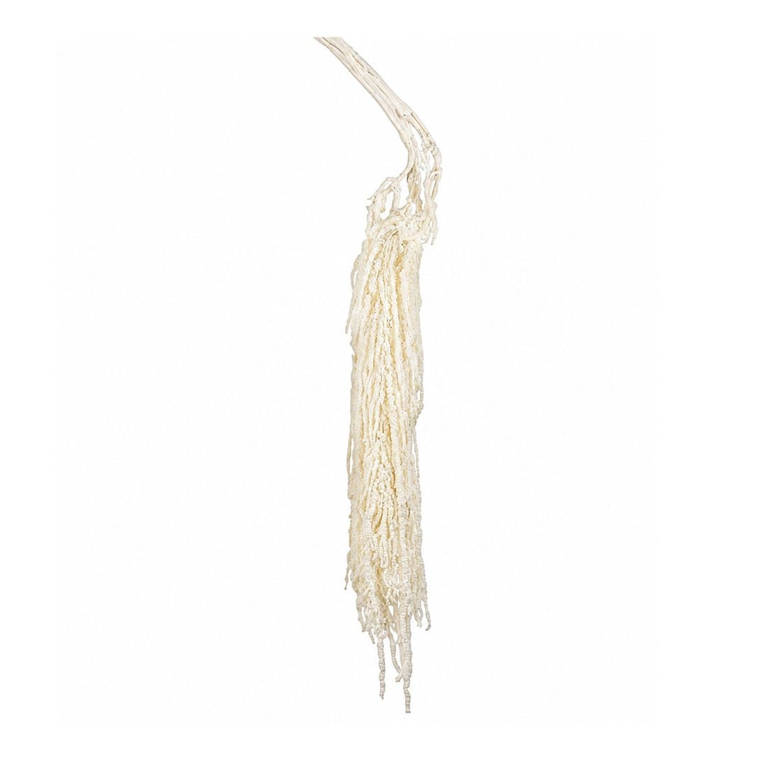 Şoklanmış Amarantus (Amaranthus) Demet 100 cm - Kategorisiz