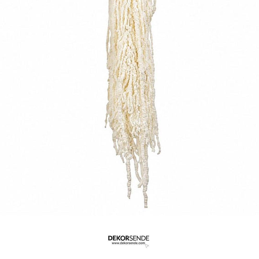 Şoklanmış Amarantus (Amaranthus) Demet 100 cm - Kategorisiz