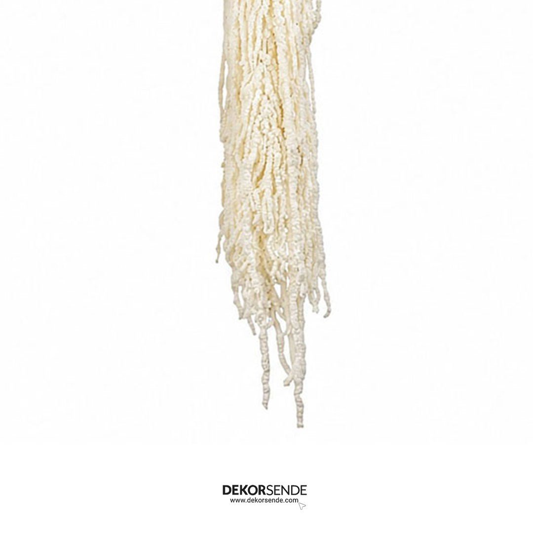 Şoklanmış Amarantus (Amaranthus) Demet 100 cm - Şoklanmış Çiçek