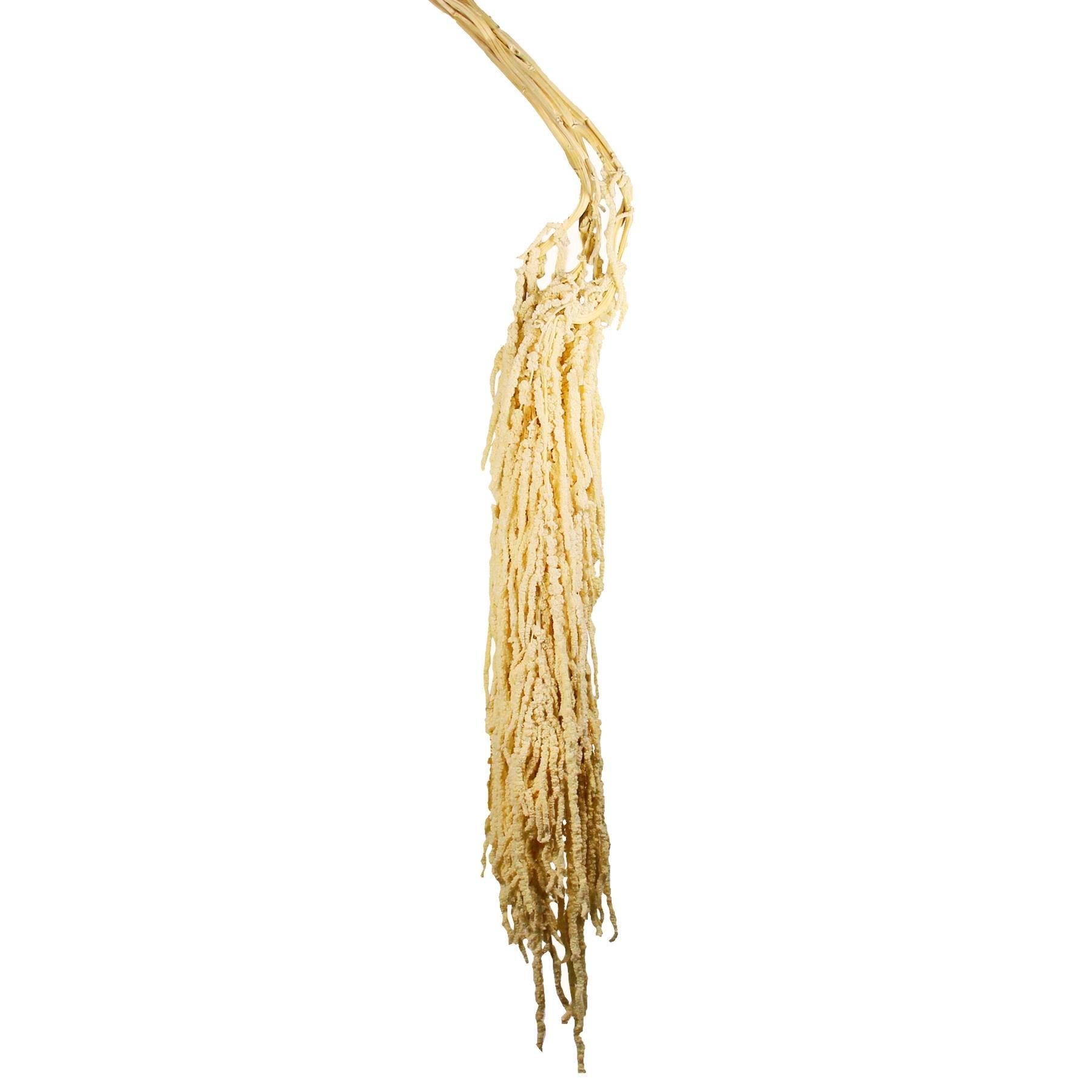 Şoklanmış Amarantus (Amaranthus) Demeti 100 cm - Şoklanmış Çiçek