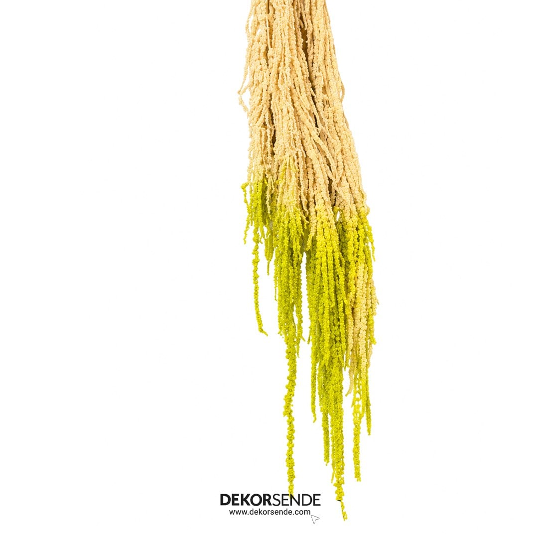 Şoklanmış Amarantus (Amaranthus) Krem Yeşil 60 cm - Şoklanmış Çiçek