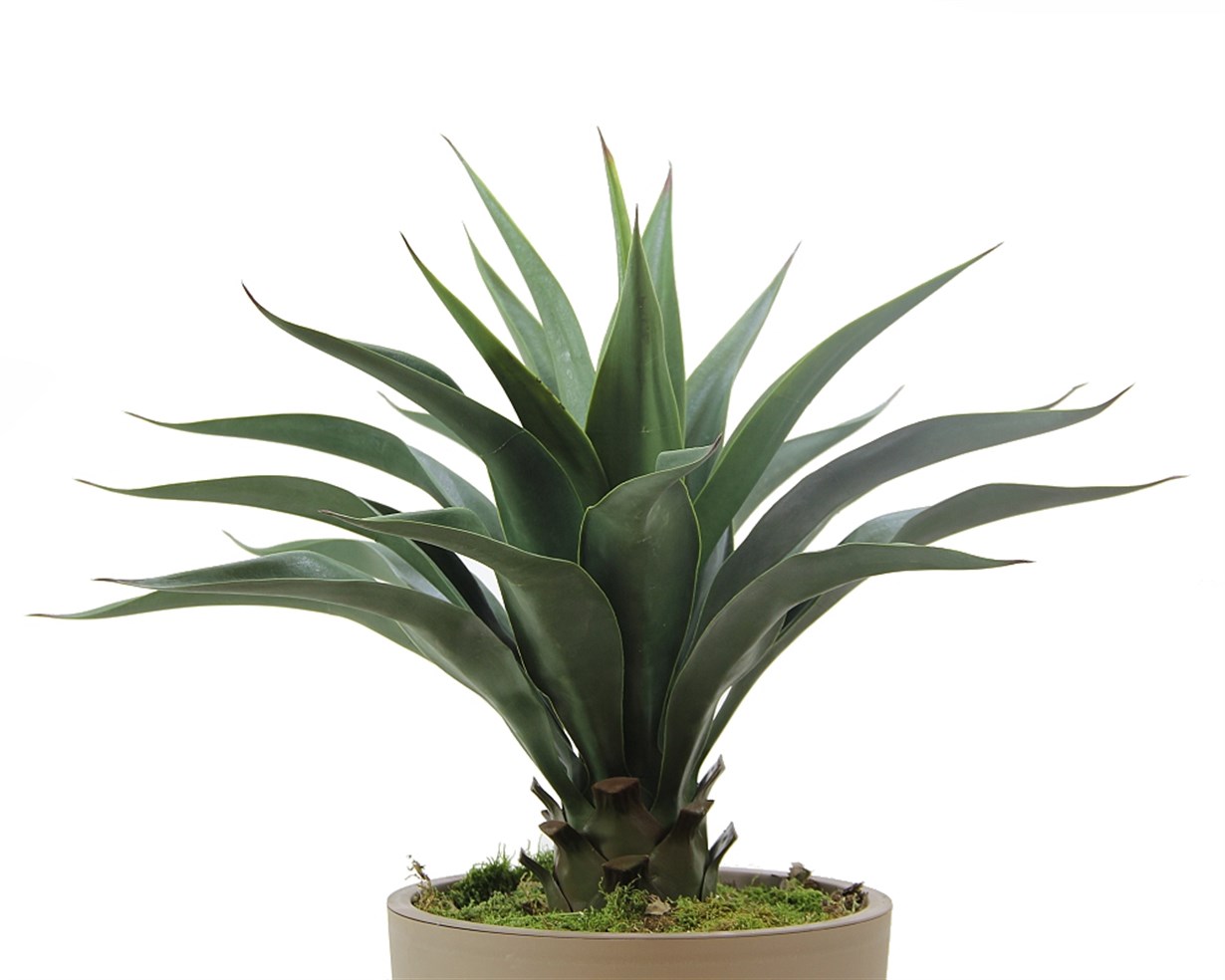Yapay Agave Ağacı Yeşil