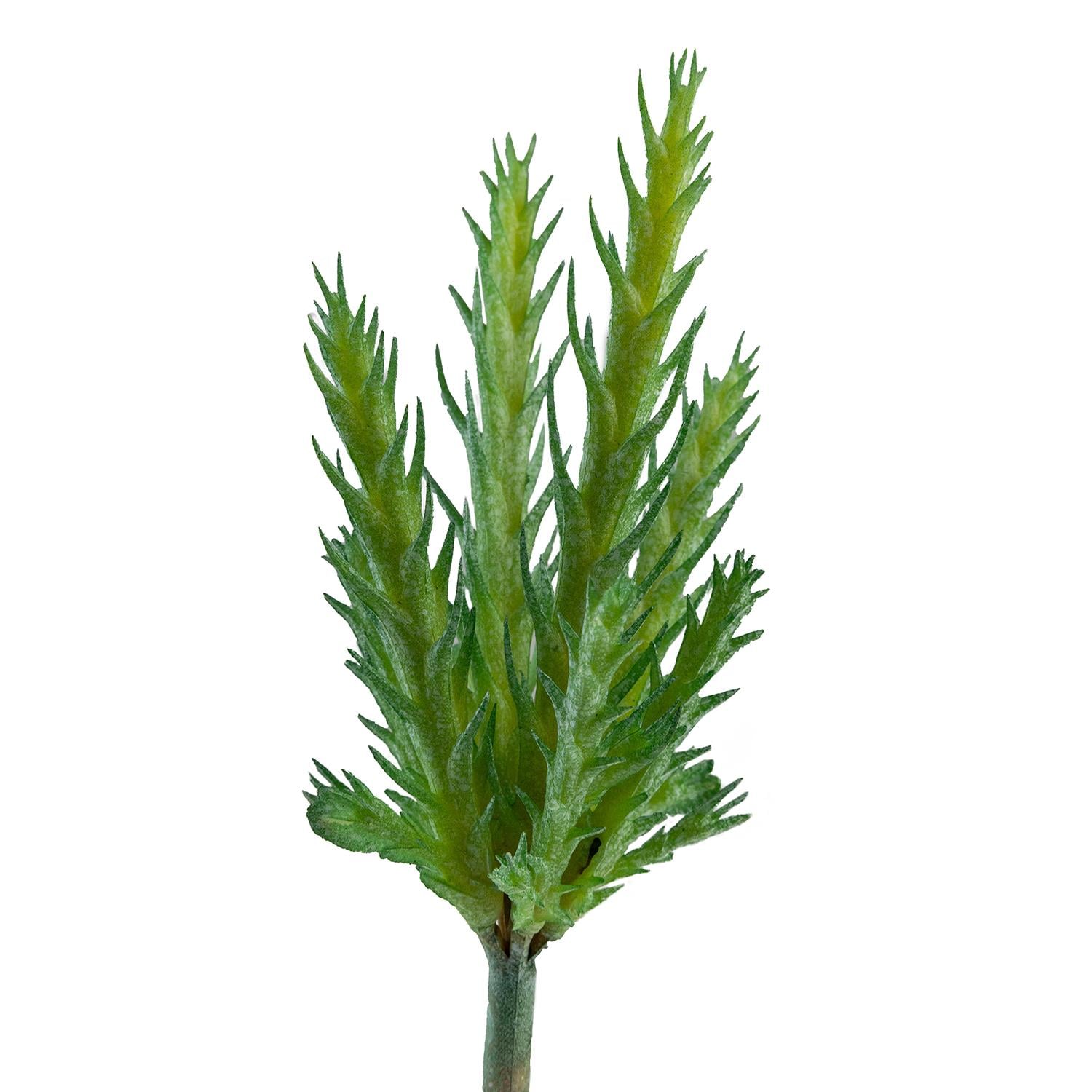 Yapay İğne Yaprak Kaktüs Sukulent Dal Açık Yeşil 16 cm - Sukulentler ve Kaktüsler