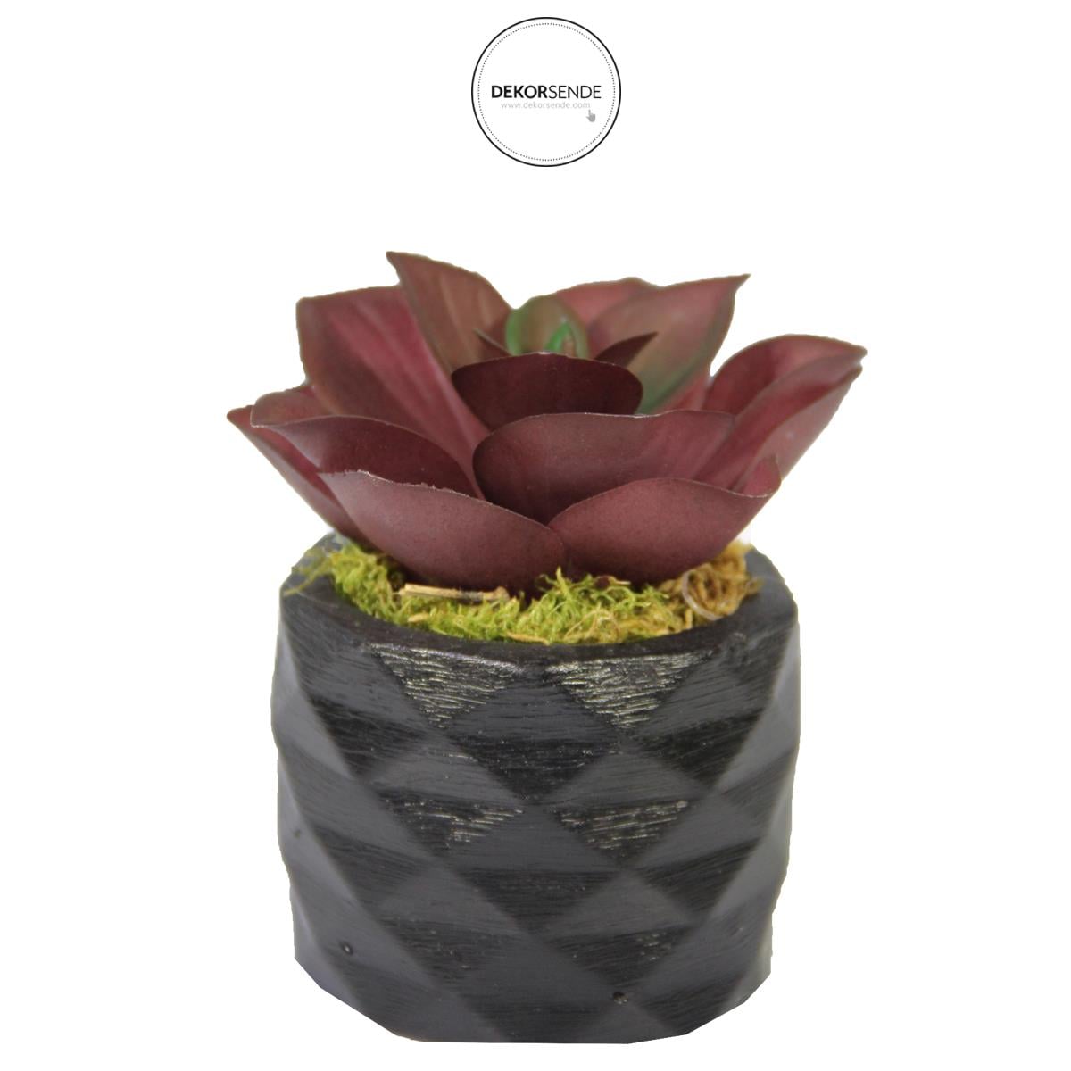 Yapay Mini Echeveria Sukulent Bordo 8 cm Saksılı - Sukulentler ve Kaktüsler