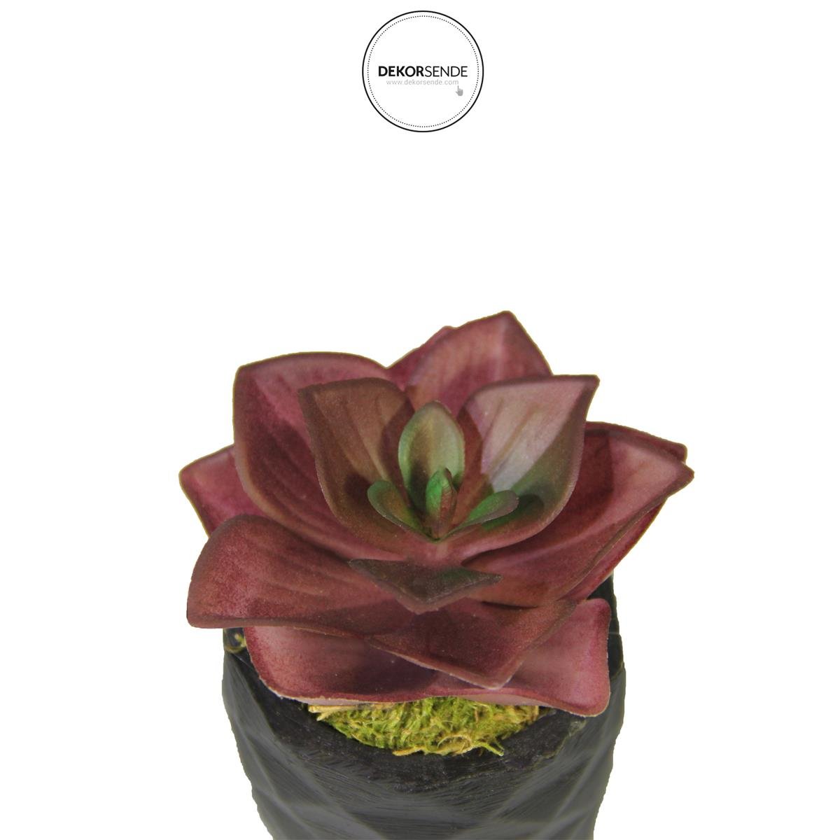 Yapay Mini Echeveria Sukulent Bordo 8 cm Saksılı - Sukulentler ve Kaktüsler