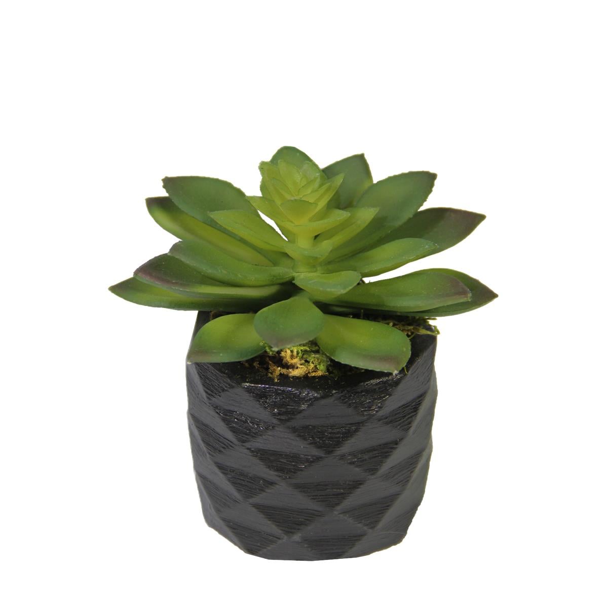 Yapay Mini Etli Echeveria Sukulent Yeşil 12 cm Saksılı - Sukulentler ve Kaktüsler