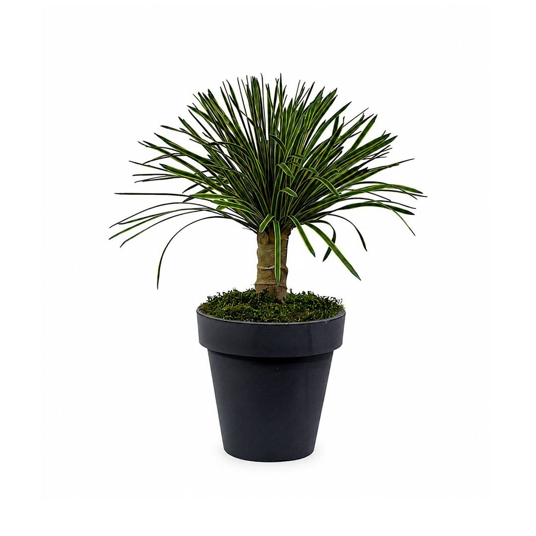 Yapay Yucca Filamentosa Ağaç Sarı Yeşil 65 cm - Kategorisiz