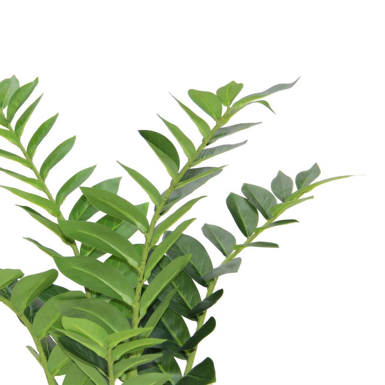 Yapay Zambia Ağacı 80 cm - Yapay Egzotik Ağaçlar