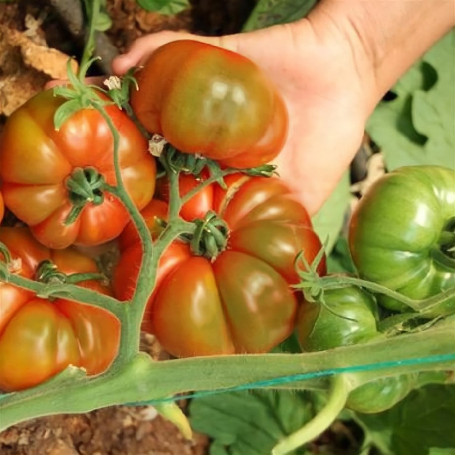 Yerli Domates 1 Kg