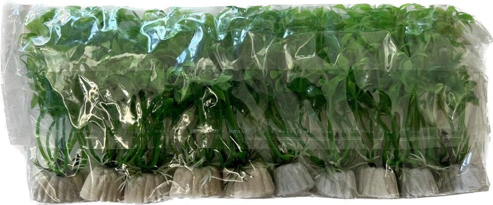 COLI62680-15 Plastik Bitki 10 lu