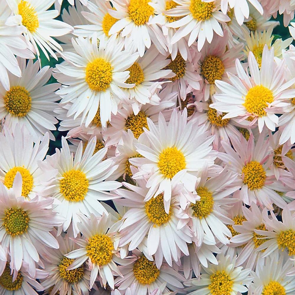 Çiçek Desenli Tekstil Tabanlı Kişiye Özel Baskı Duvar Kağıdı