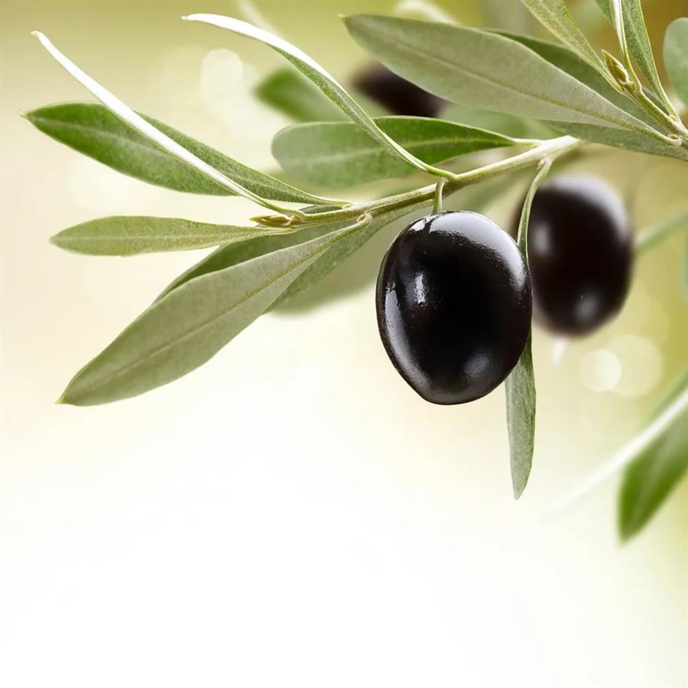 MİLAS ZEYTİN YAĞI SABUNU