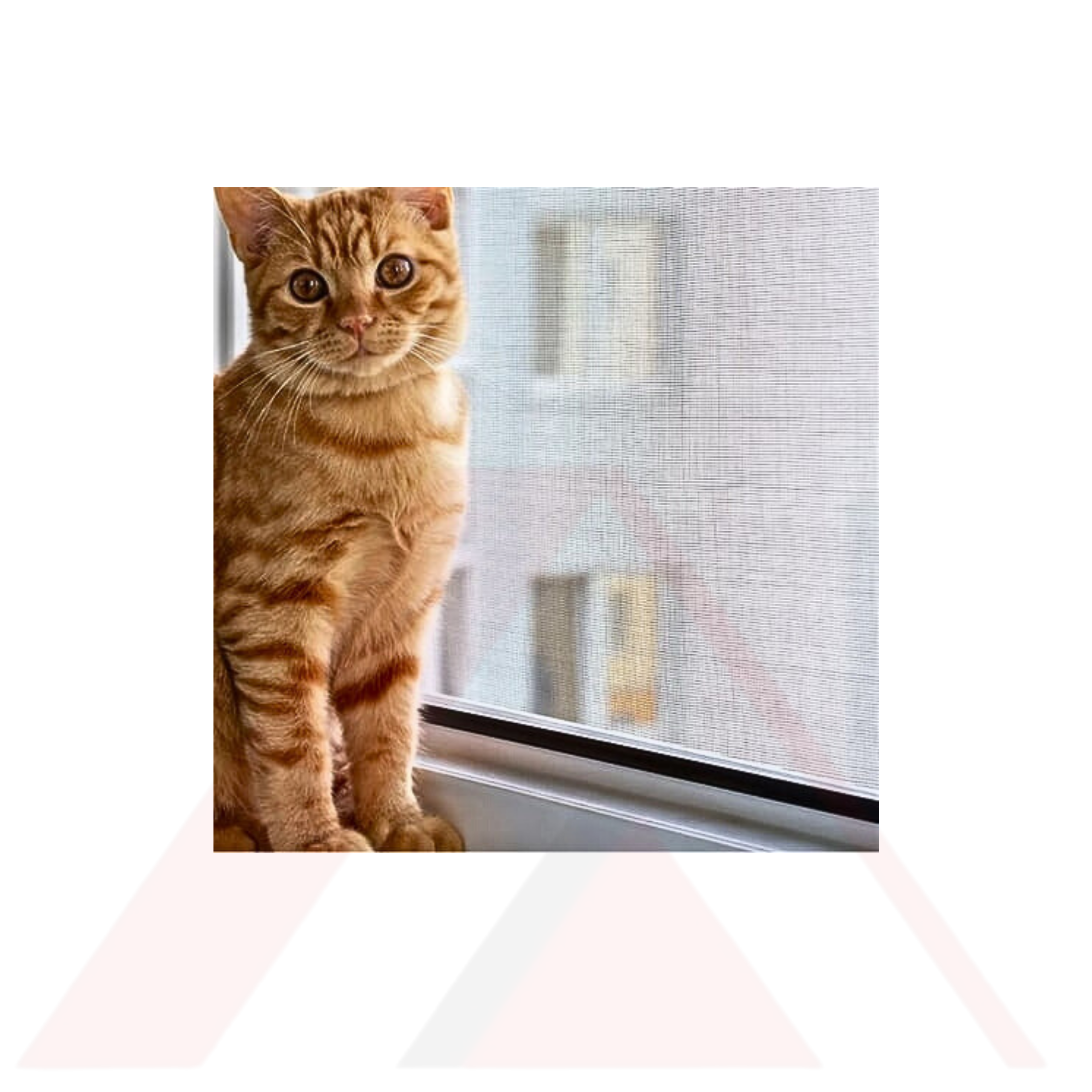 SİNEKLİK KEDİ TÜLÜ 