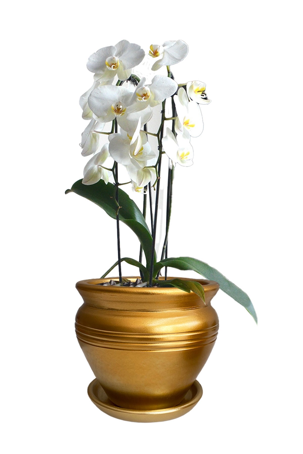 Evdek Tabaklı Altın Çömlek Saksı 19x19 Cm