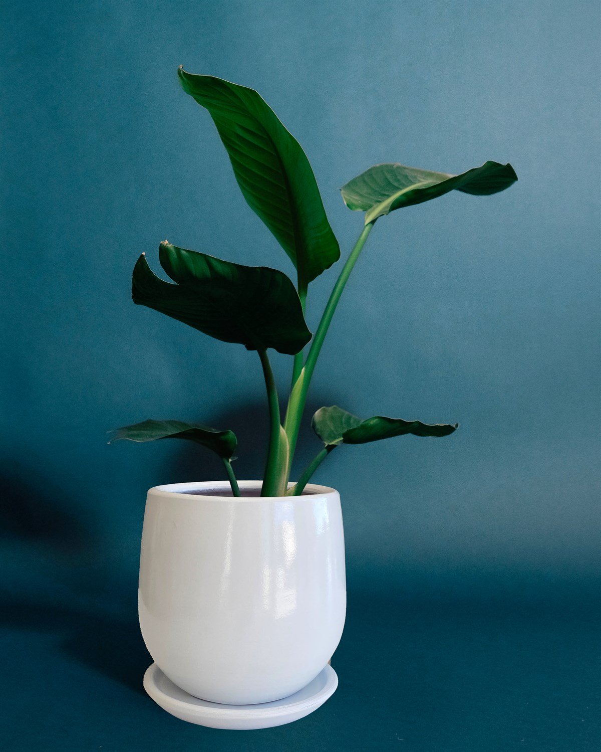 Evdek Tabaklı Armut Beyaz Çömlek Saksı 17x17 Cm