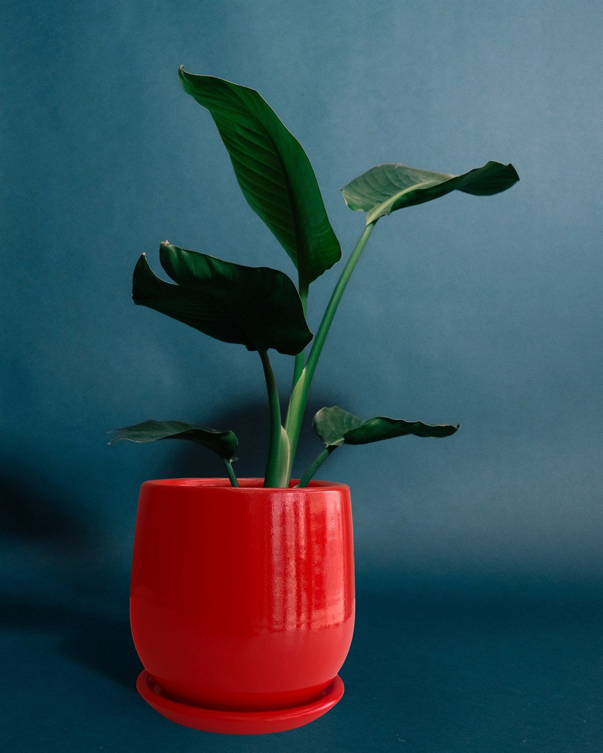 Evdek Tabaklı Armut Kırmızı Çömlek Saksı 17x17 Cm