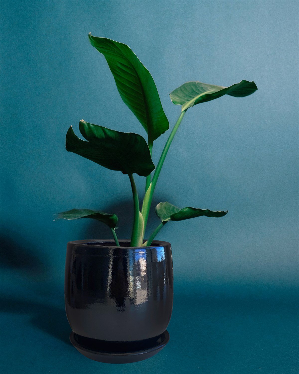 Evdek Tabaklı Armut Siyah Çömlek Saksı 17x17 Cm