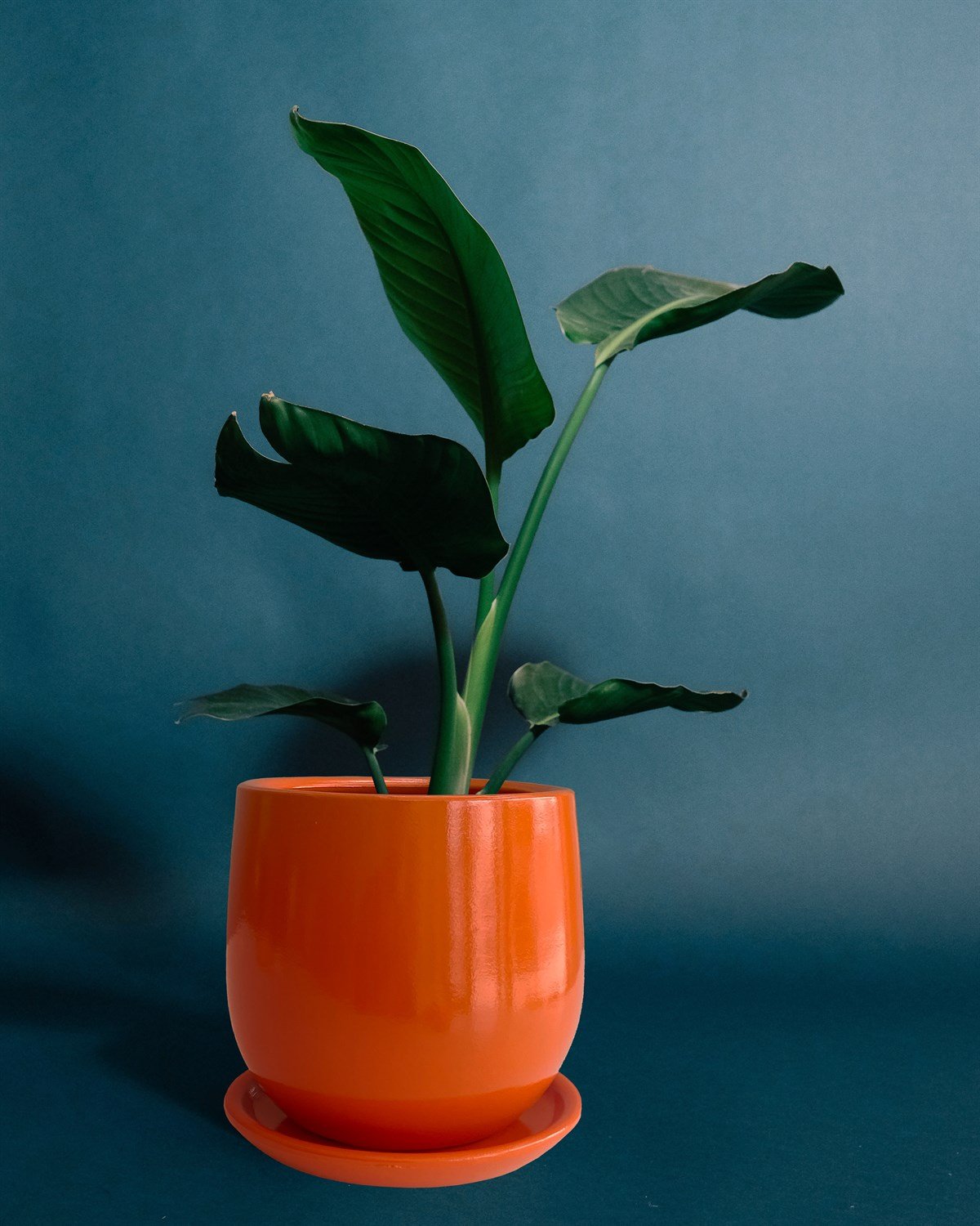 Evdek Tabaklı Armut Turuncu Çömlek Saksı 17x17 Cm