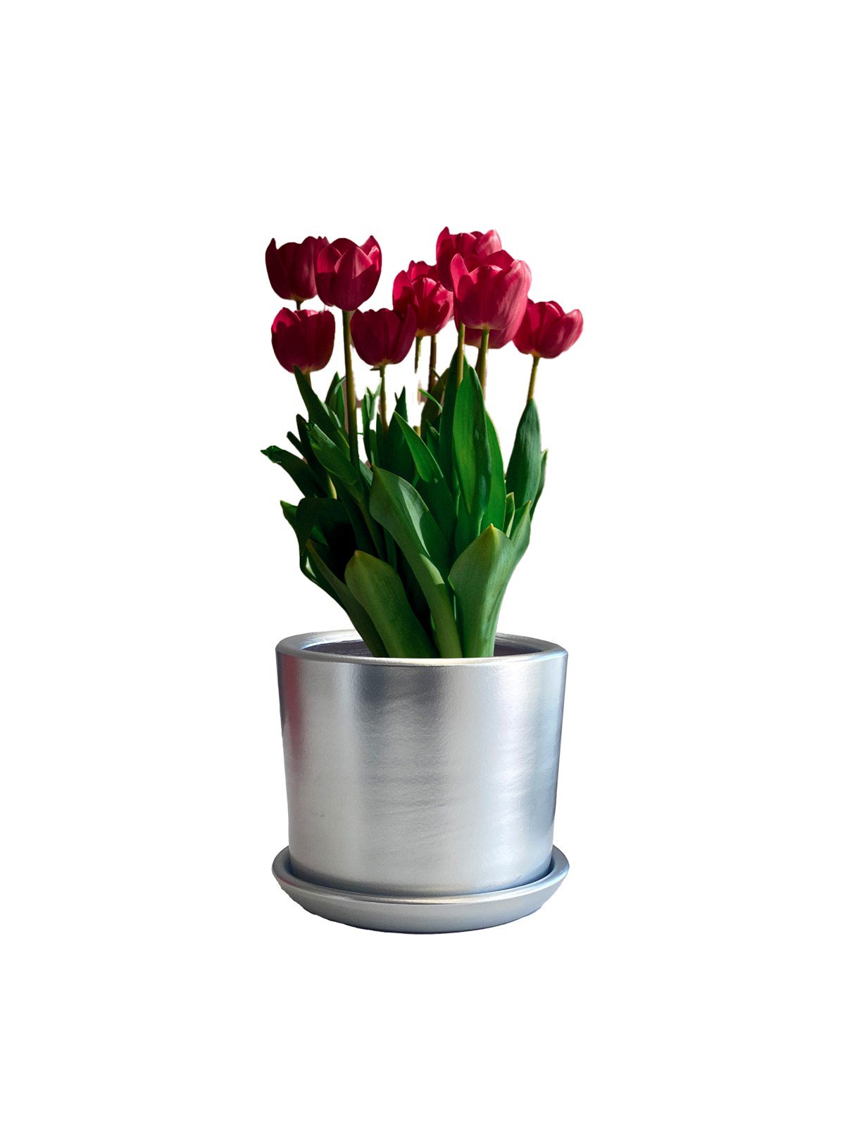 Evdek Tabaklı Gümüş Silindirik Çömlek Saksı 15x15 Cm