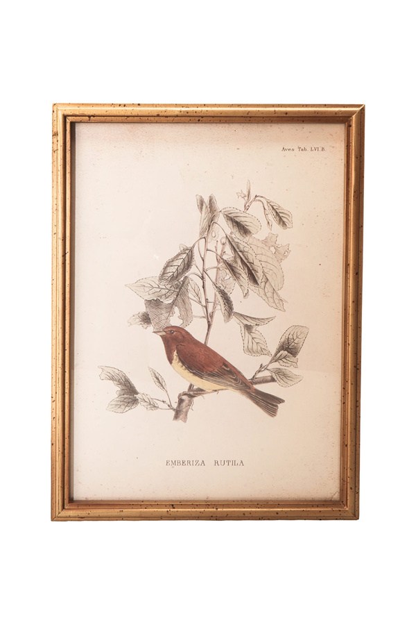 Porland Kuş Tablo 30x2x40 cm - 04STY012205