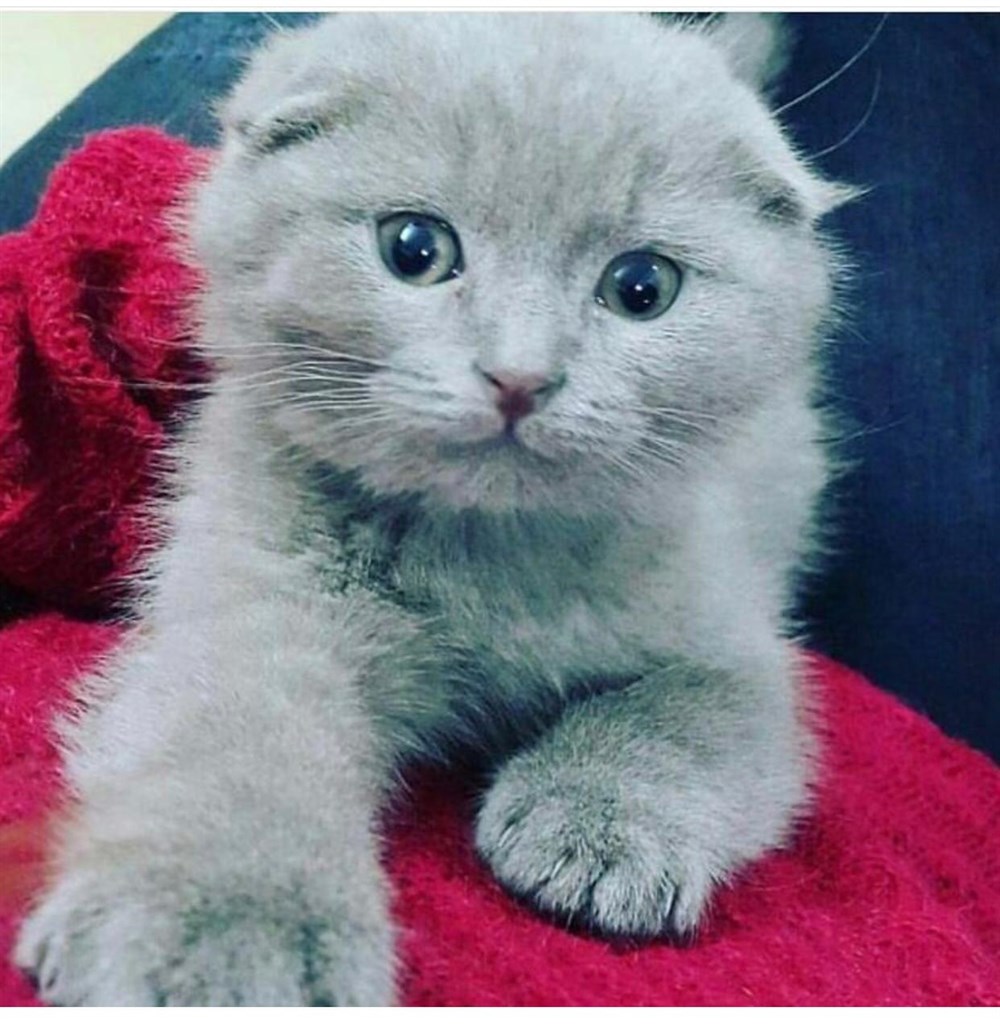 Yeni Resim Baskılı Gümüş Kolye