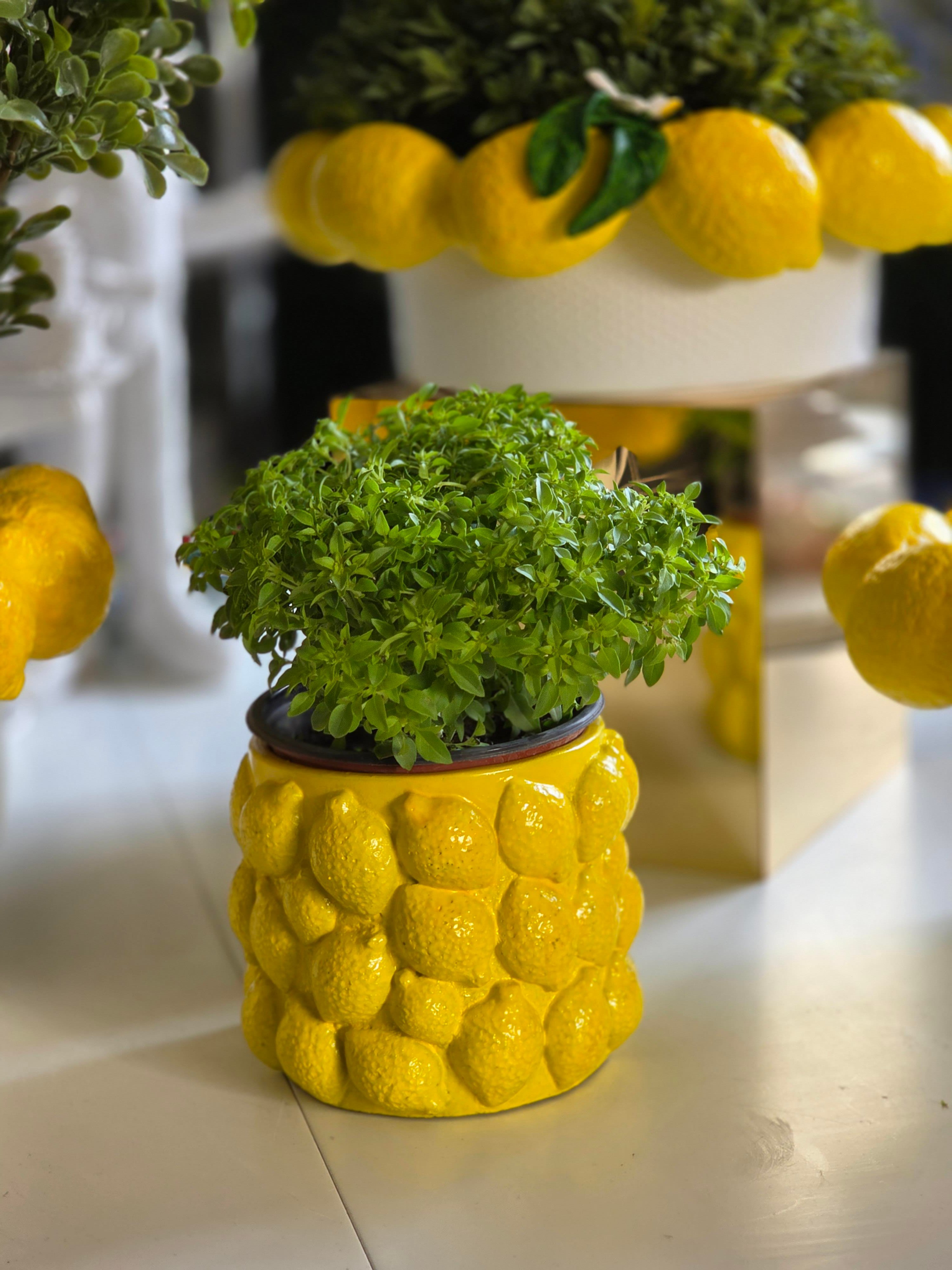 limonlu saksı 14*12 cm