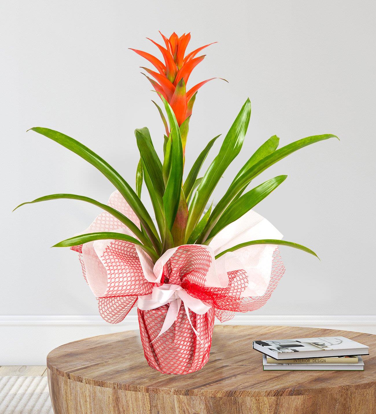 Kırmızı Guzmania Çiçeği Saksıda Saksı Çiçekleri