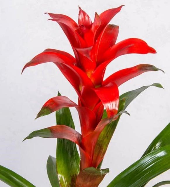 Kırmızı Guzmania Çiçeği Saksıda Saksı Çiçekleri