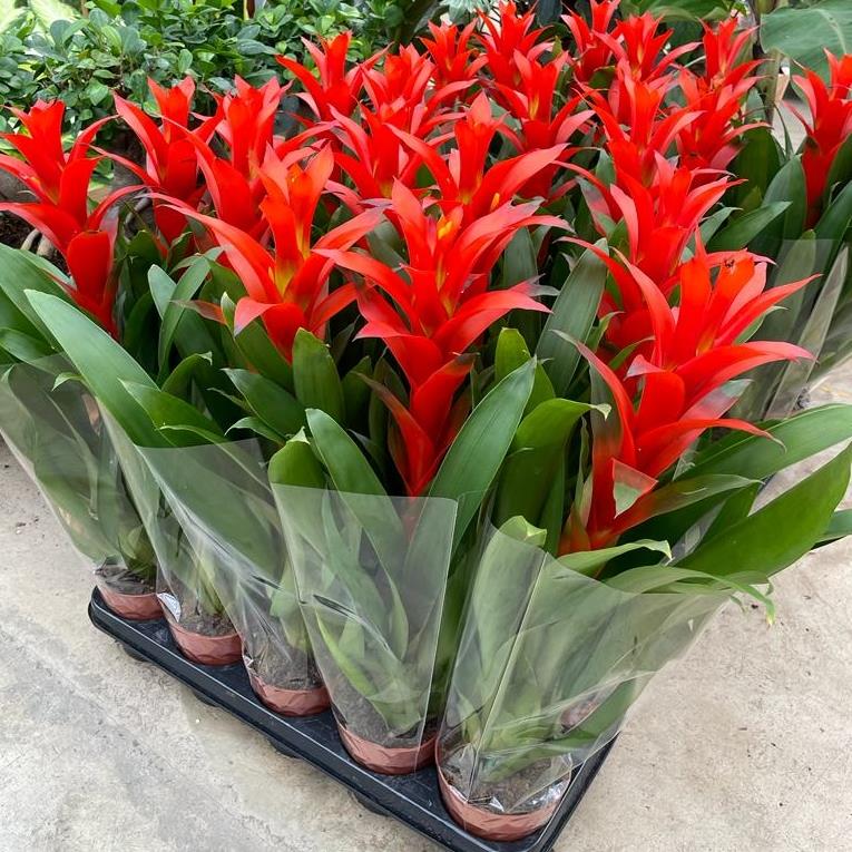 Kırmızı Guzmania Çiçeği Saksıda Saksı Çiçekleri