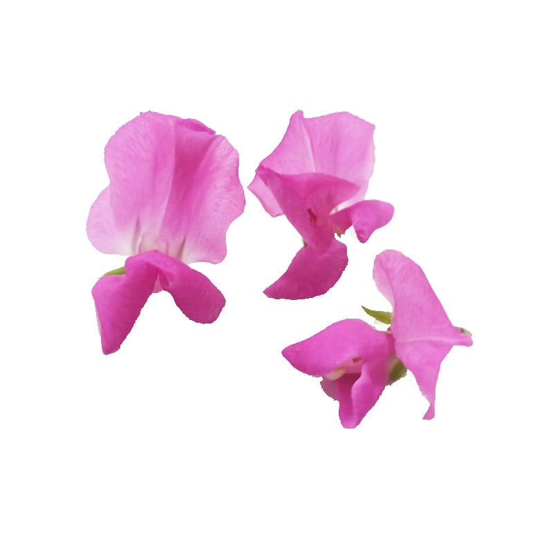 GreenadaBezelye Çiçeği Pembe Paket