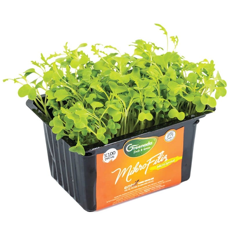 GreenadaBrokoli Filizi (Broccoli Sprouts)